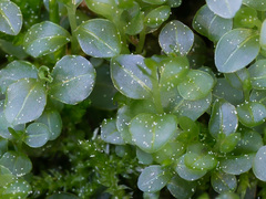 Rhizomnium pseudopunctatum