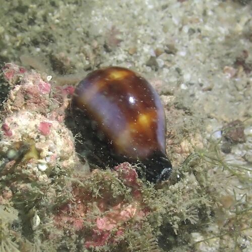 Cypraea onyx observed 2025-10-26