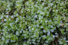 Rhizomnium pseudopunctatum