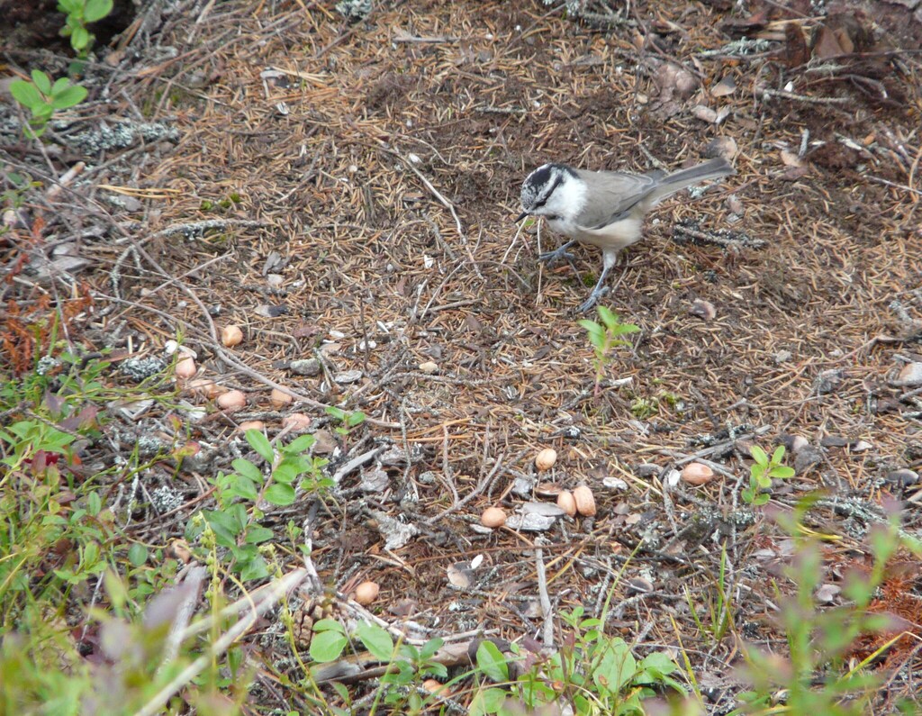 Lophophanes × Poecile