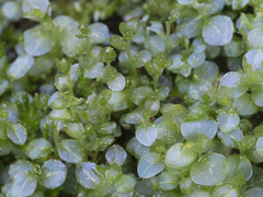 Rhizomnium pseudopunctatum