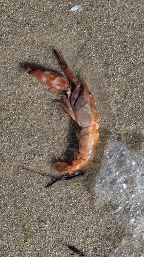 Alpheus parasocialis observed 2025-10-26