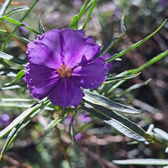 Solanum linearifolium