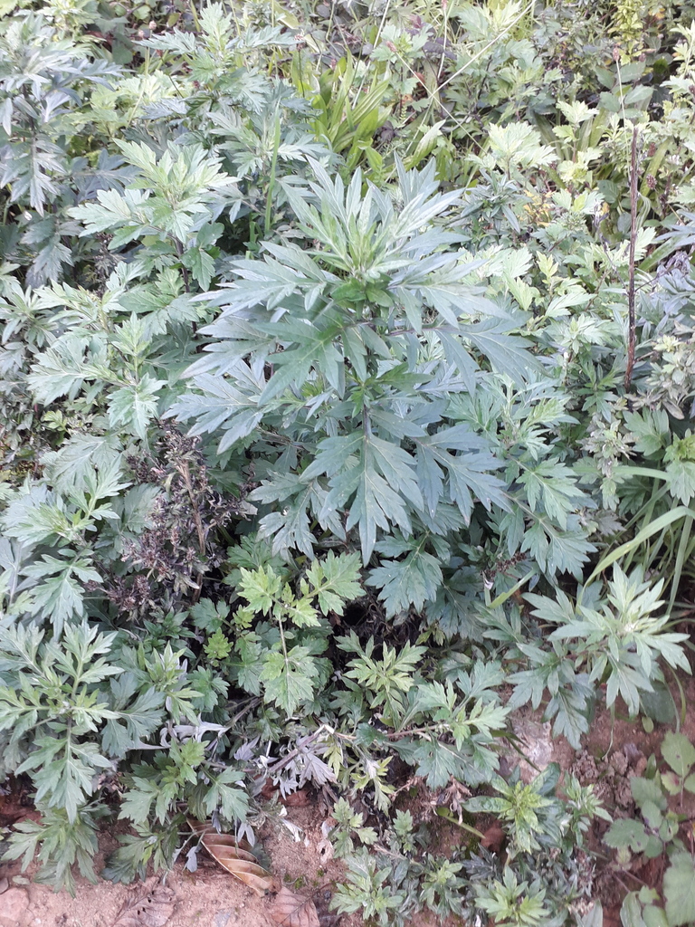 Artemisia vulgaris