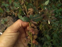 Blepharis maderaspatensis