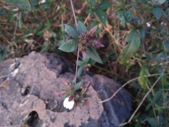 Blepharis maderaspatensis