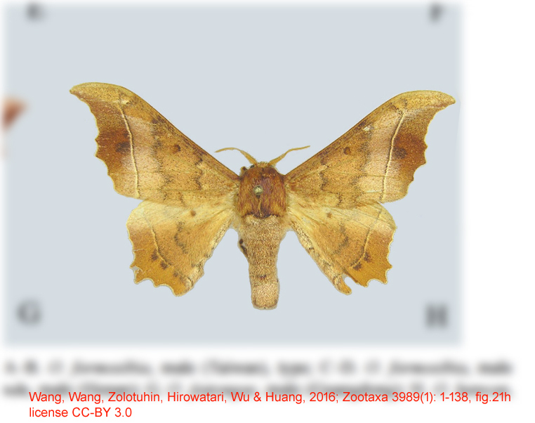 Oberthueria lunwan
