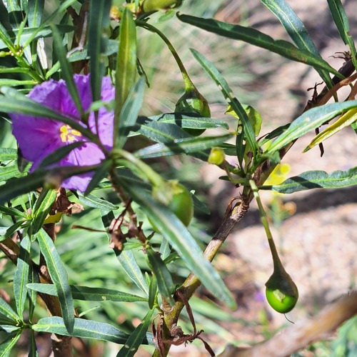 Solanum linearifolium, photograph 1
