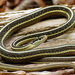 Eastern Ribbonsnake - Photo Ande9174, no known copyright restrictions (public domain)
