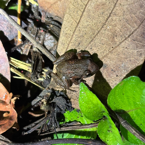 Eleutherodactylus planirostris observed 2025-10-26