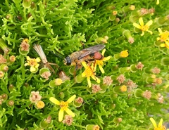 Sphex latreillei
