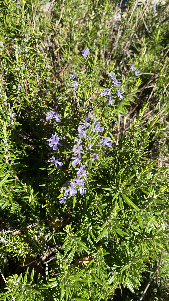 Salvia rosmarinus