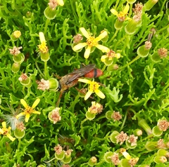 Sphex latreillei