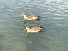 Alopochen aegyptiaca