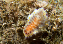 Goniobranchus collingwoodi