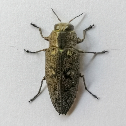 Costifrons