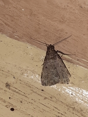 Noctuoidea