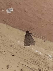 Noctuoidea