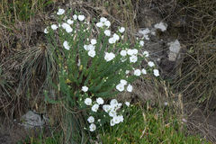 Linum monogynum monogynum