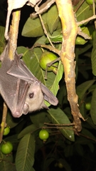 Rousettus leschenaultii