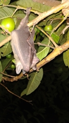 Rousettus leschenaultii