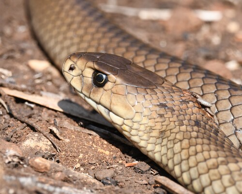 Eastern Brown Snake sighting