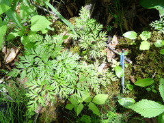Conioselinum chinense