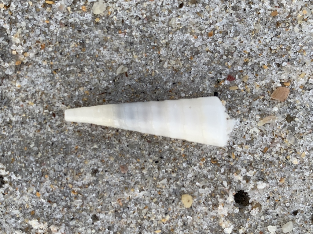 Shell Clappers Bell Clapper from Port Harding, Kronkup, WA, AU on October 26, 2025 at ...