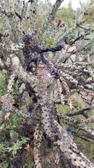 Cylindropuntia acanthocarpa acanthocarpa