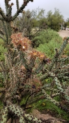 Cylindropuntia acanthocarpa acanthocarpa