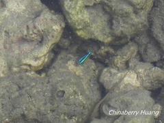 Chrysiptera brownriggii