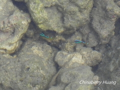 Chrysiptera brownriggii