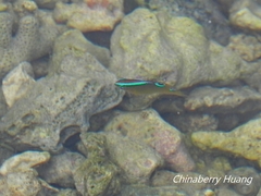 Chrysiptera brownriggii
