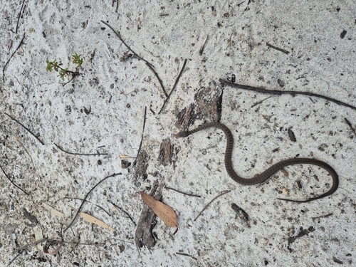 Rough-scaled Snake sighting