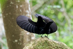 Paradise Riflebird photo 5