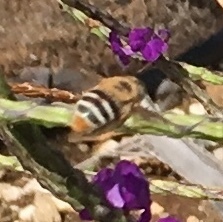 Centris niveofasciata