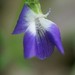 Viola sororia sororia - Photo (c) Christian Grenier,  זכויות יוצרים חלקיות (CC BY-NC), הועלה על ידי Christian Grenier
