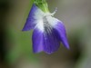 Common Blue Violet - Photo (c) Christian Grenier, some rights reserved (CC BY-NC), uploaded by Christian Grenier