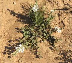 Anisodontea dissecta