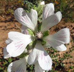 Anisodontea dissecta