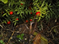 Ruscus aculeatus