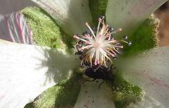 Anisodontea dissecta