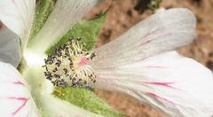 Anisodontea dissecta