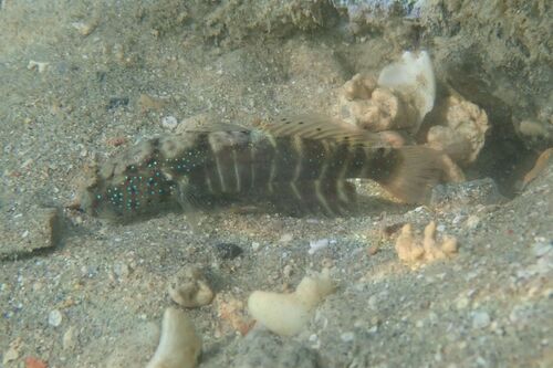 Pinkspotted shrimpgoby (Cryptocentrus cryptocentrus) — Gobiidae — 4