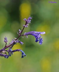 Nepeta grandiflora