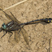 Handsome Clubtail - Photo (c) Jim Johnson, some rights reserved (CC BY-NC-ND), uploaded by Jim Johnson