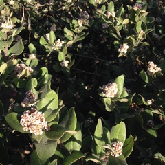 Rhus standleyi