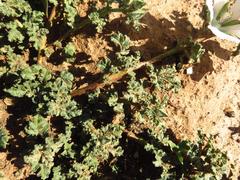 Anisodontea dissecta