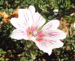 Anisodontea dissecta