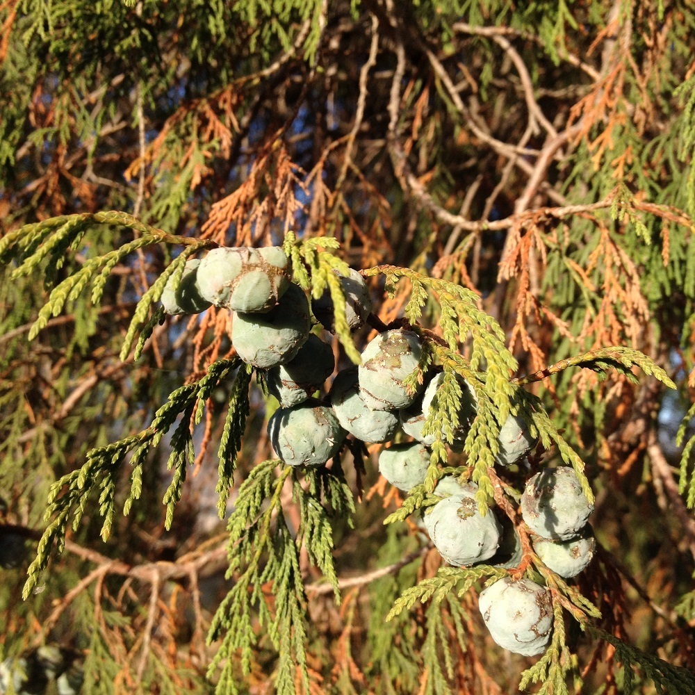 Puebla juniper